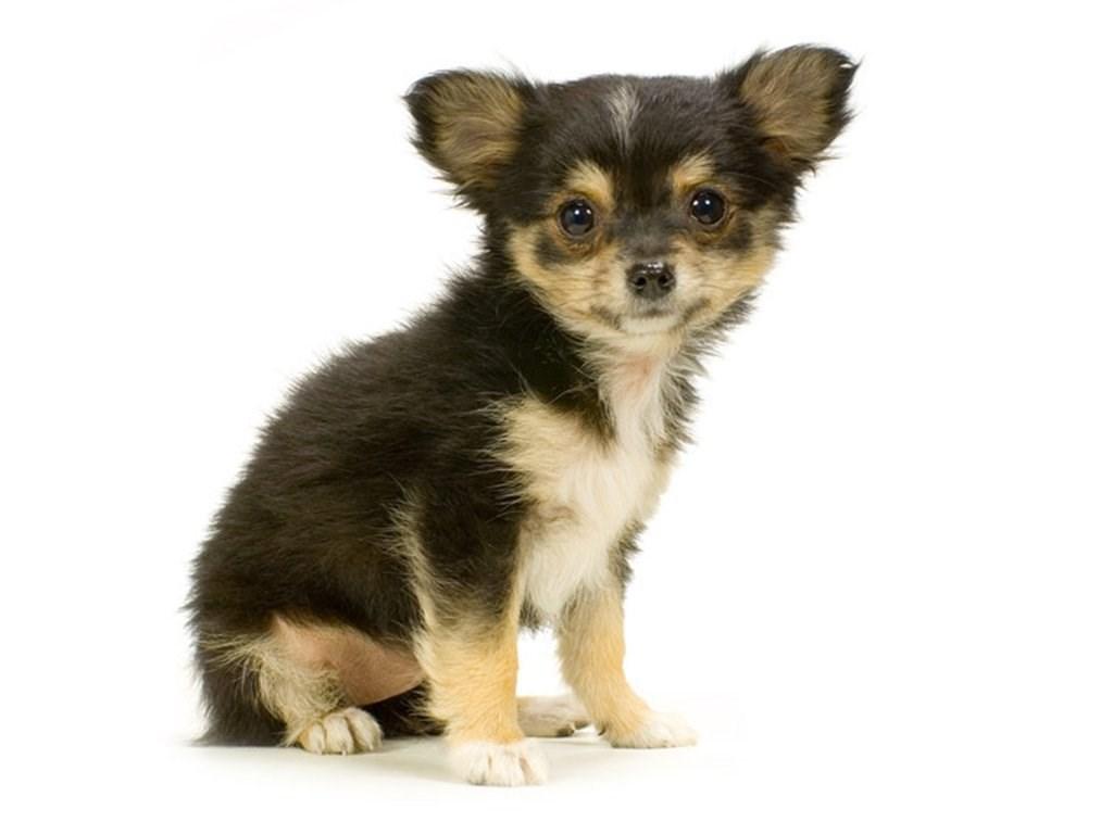 1024x768 Baby Chihuahua Dog Wallpaper High Resolution S Desktop Background