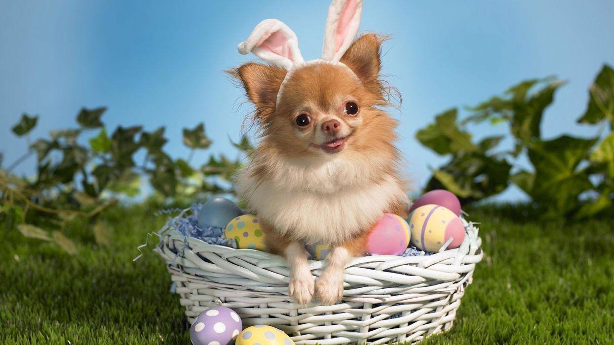 1244x700 CHIHUAHUA dog dogs wallpaperx1080
