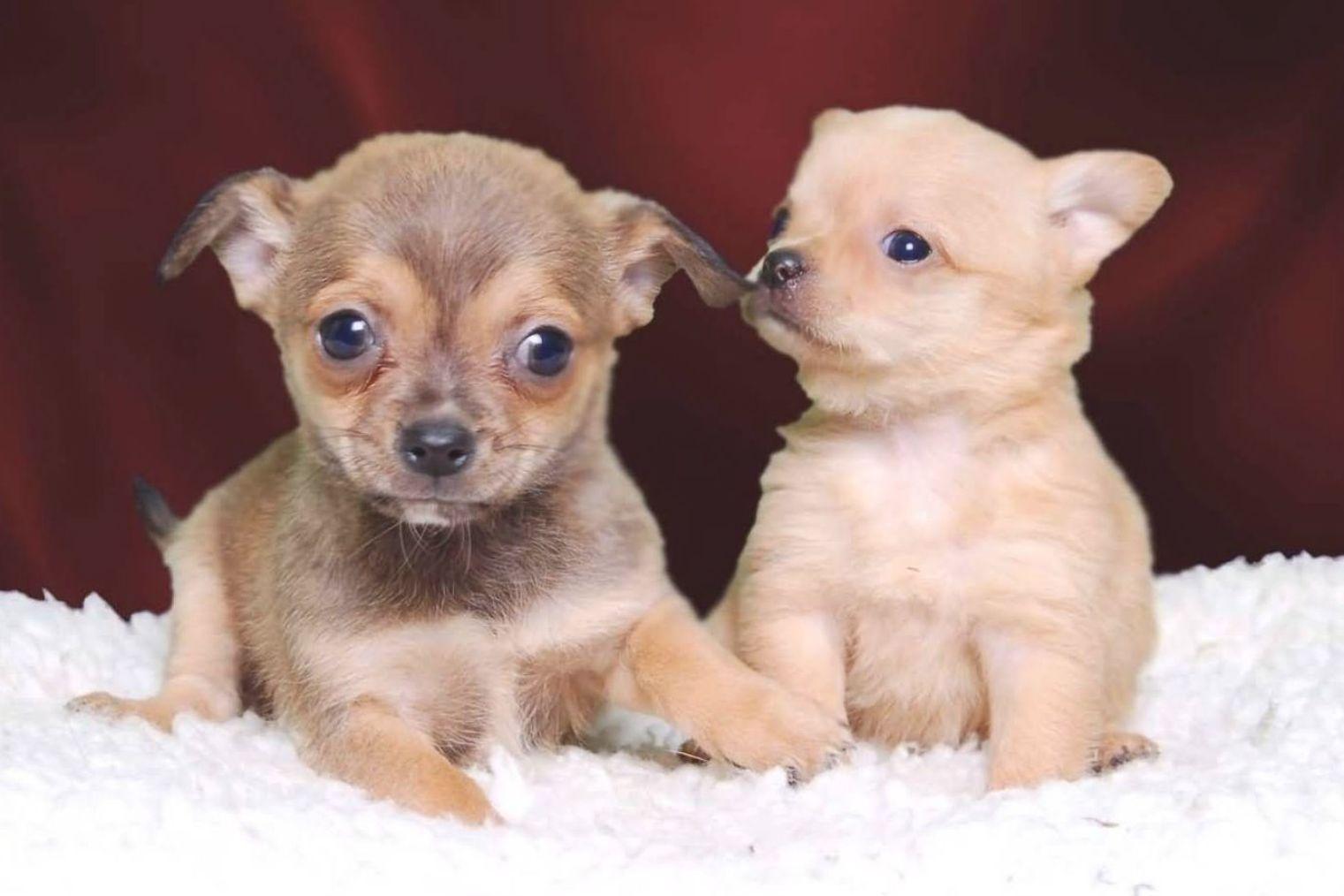 1521x1014 Chihuahua Dog Wallpaper