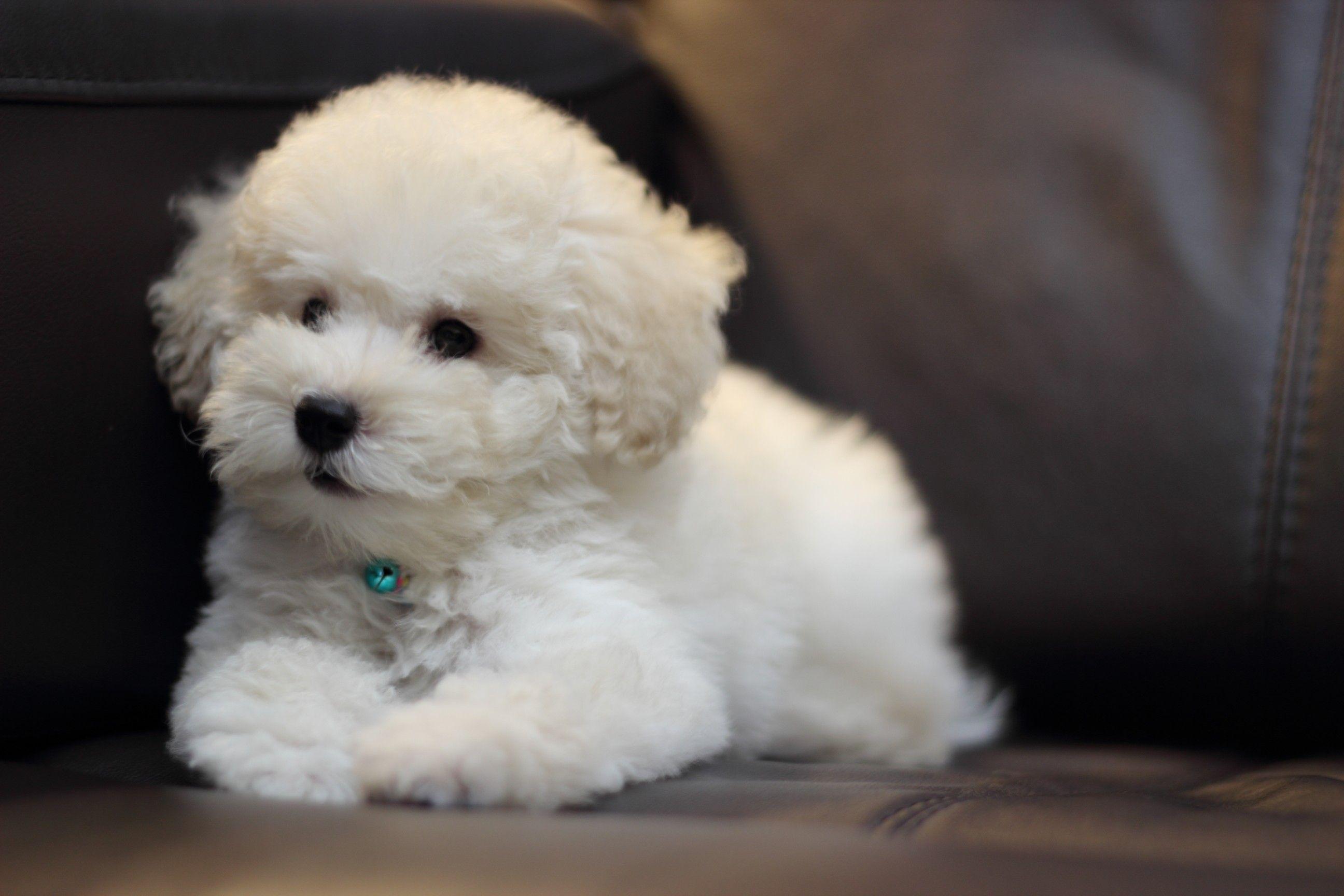 2592x1728 Bichon Frisé