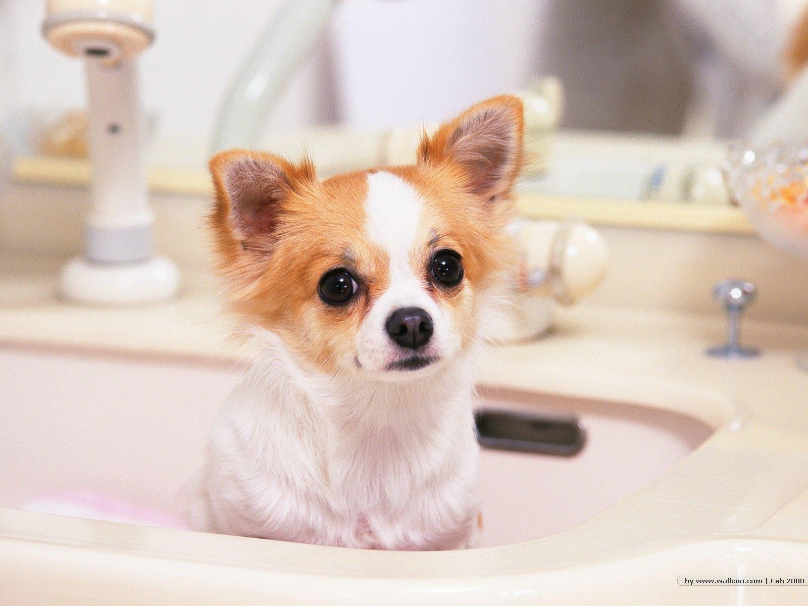 1600x1200 chihuahua, Dog, Dogs Wallpaper HD / Desktop and Mobile Background