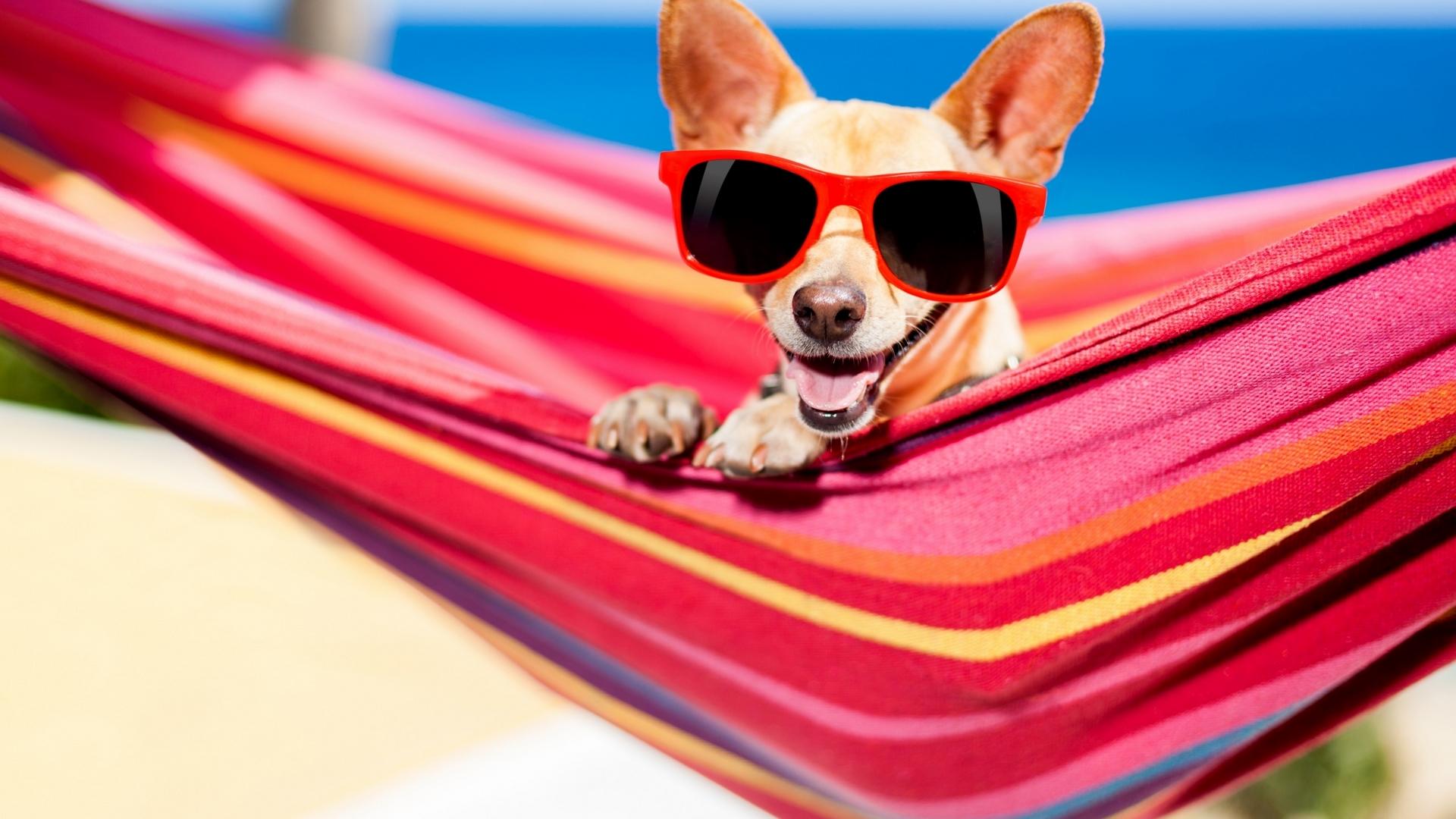 1920x1080 chihuahua HD wallpaper, background