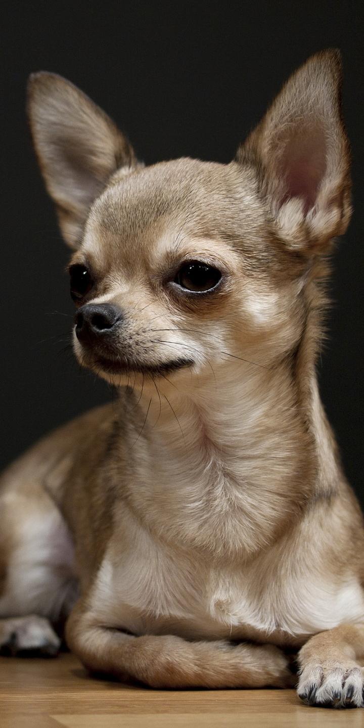 720x1440 Animal Chihuahua