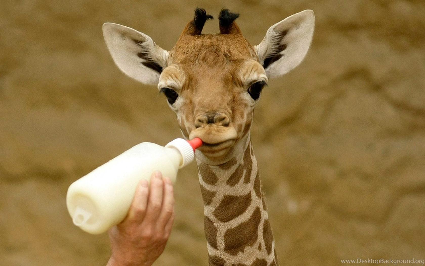 baby giraffes wallpaper