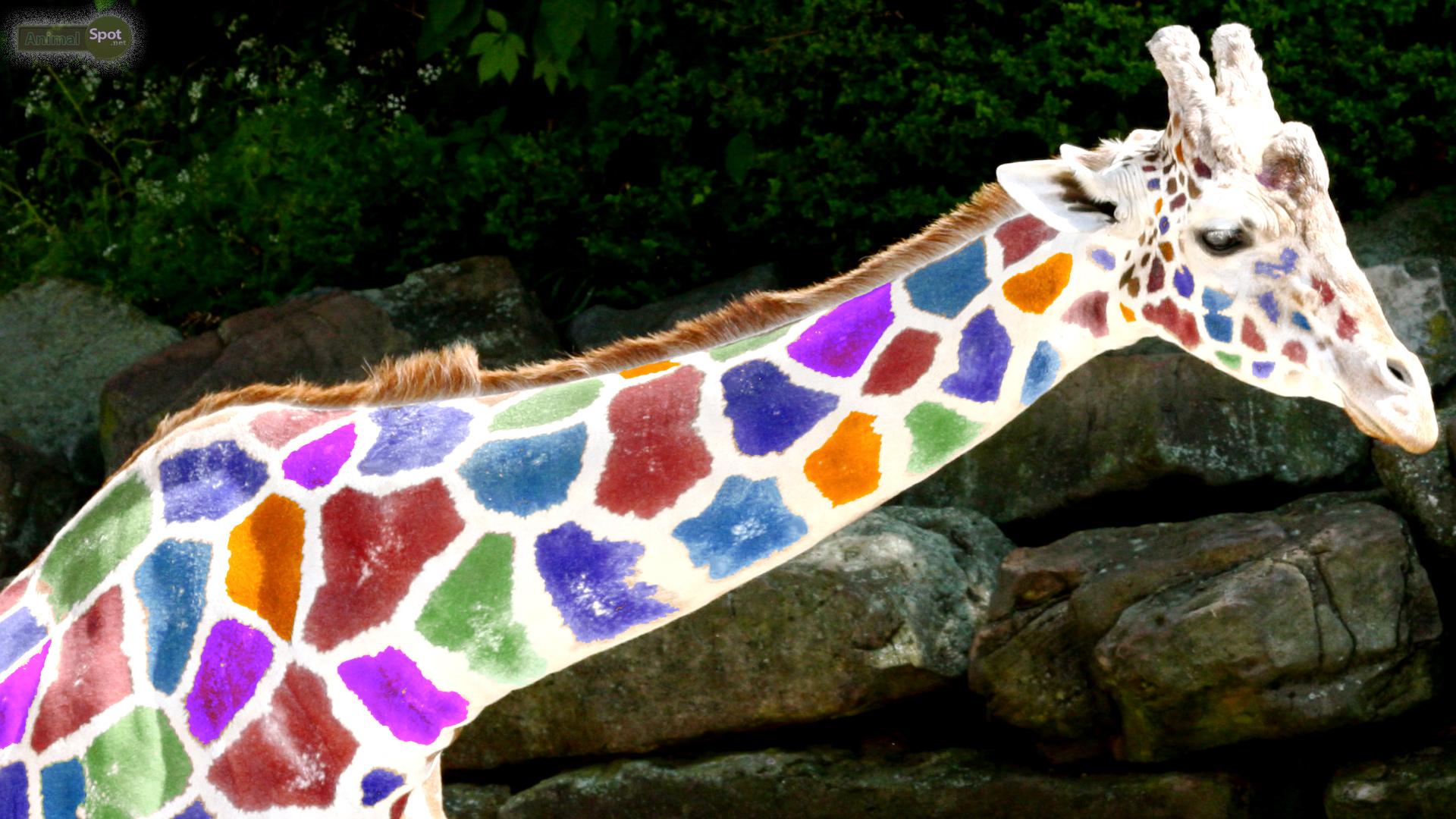 1920x1080 Giraffe Wallpaper