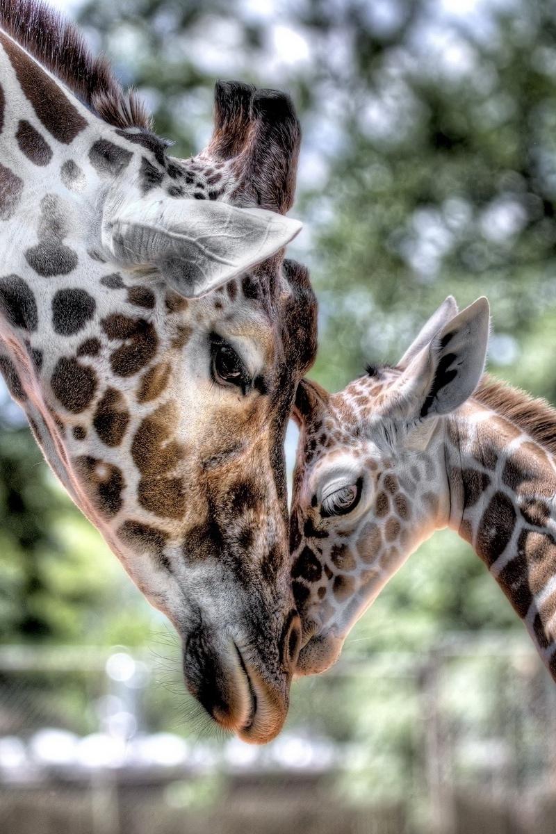 800x1200 Wallpaper Cub, Giraffe, Baby, Mother, Tenderness, Hdr Giraffe Wallpaper iPhone