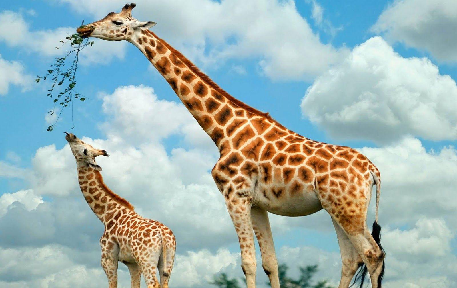 1600x1011 Free download Download Giraffe Wallpaper for Desktop in HD [1600x1011] for your Desktop, Mobile & Tablet. Explore Giraffe Wallpaper for Desktop. Cute Giraffe Wallpaper, HD Giraffe Wallpaper, Baby Giraffe Wallpaper