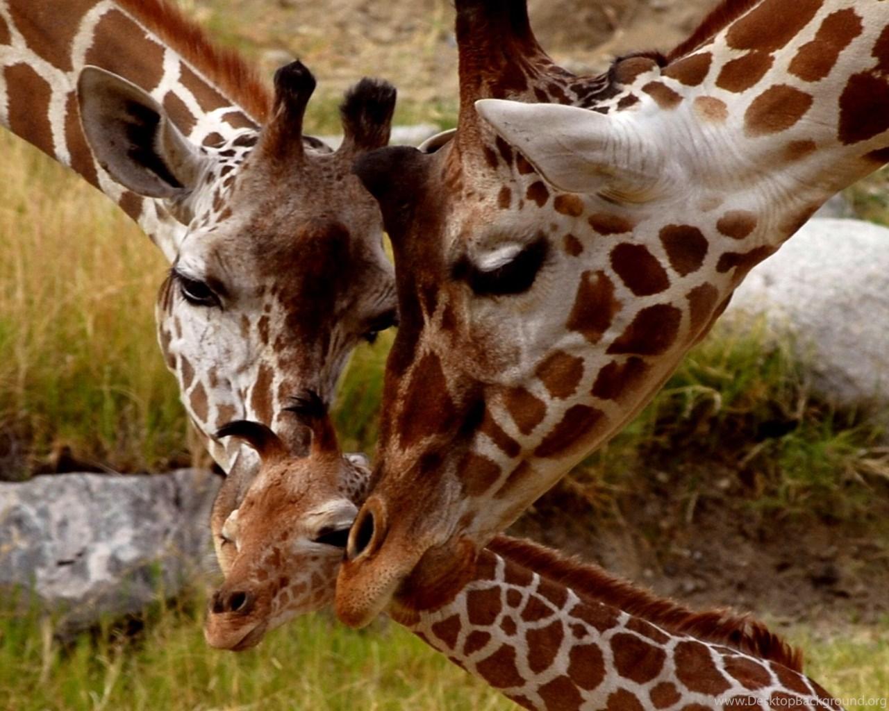 Cute Baby Giraffe Wallpapers - Top Free Cute Baby Giraffe Backgrounds ...