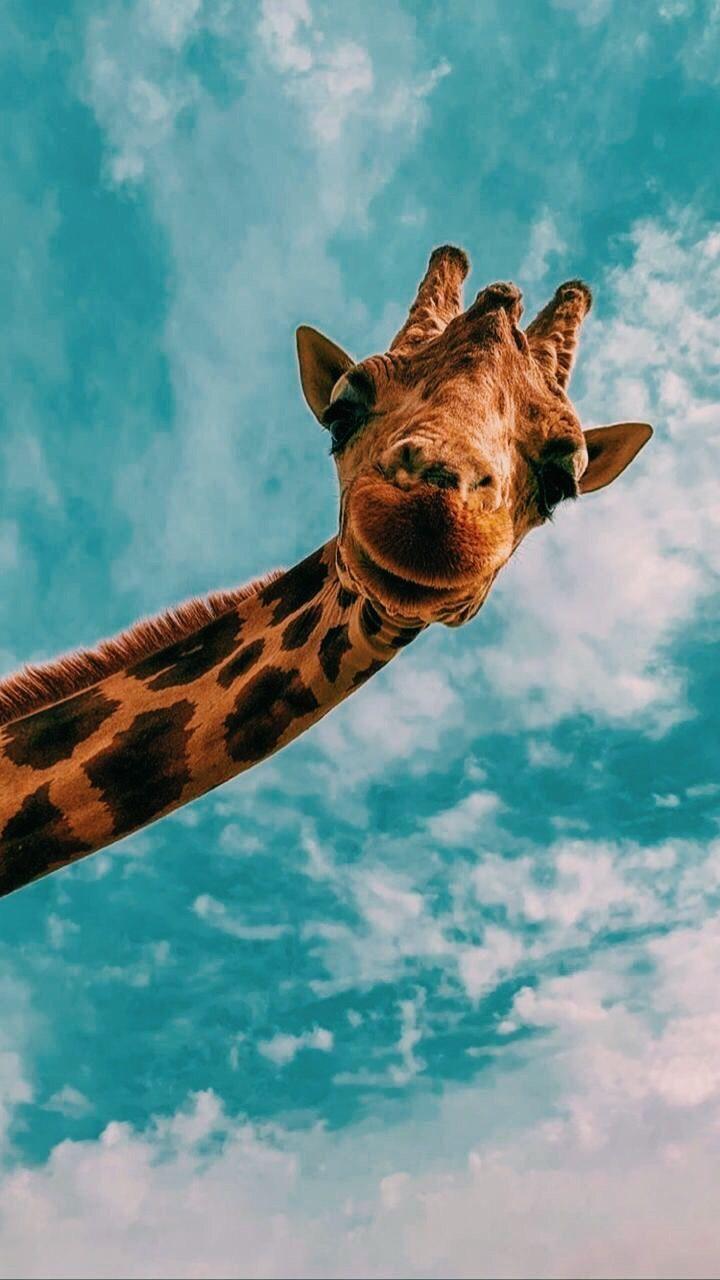 720x1280 VSCO Vsco. Cute Animals, Animals Beautiful, Cute Baby Animals. Animal Wallpaper, Animal Photography, Animals Beautiful