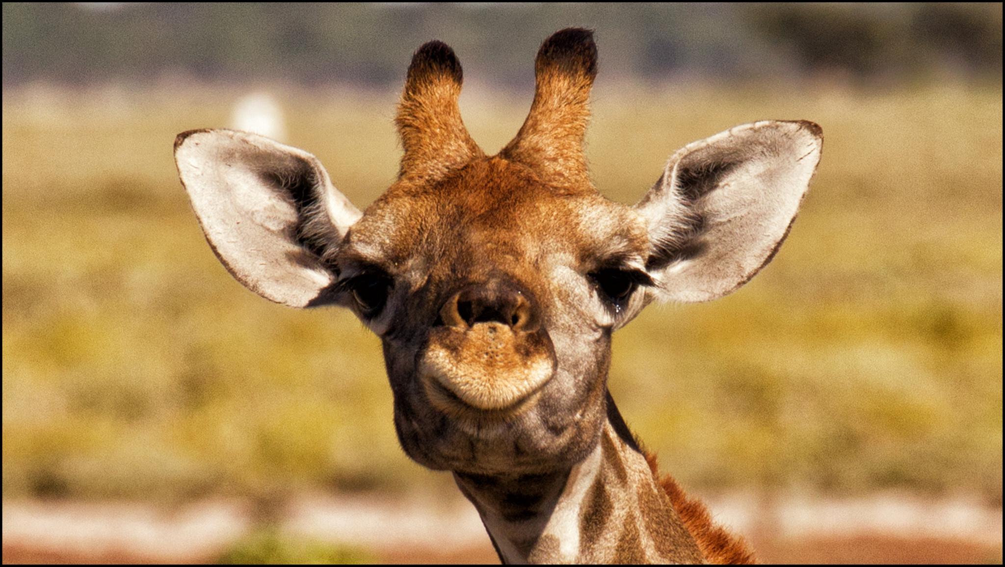 2048x1156 Cute Giraffe