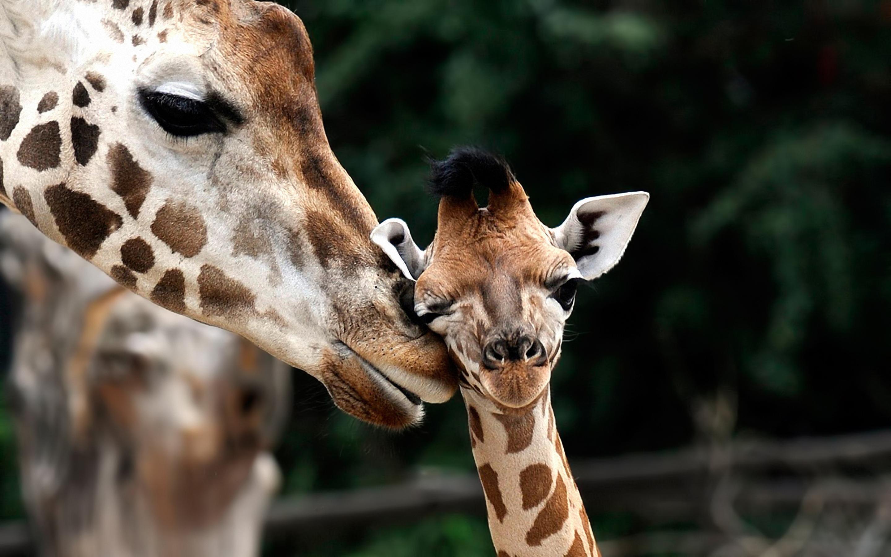 2880x1800 Giraffe Wallpaper and HD Background free download on PicGaGa