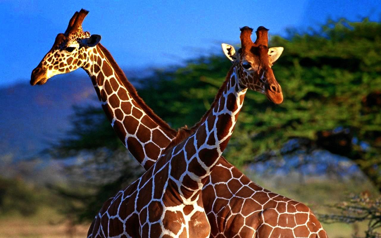 1280x800 Free download Giraffe Wallpaper Animals Library [1280x800] for your Desktop, Mobile & Tablet. Explore Baby Giraffe Wallpaper. Giraffe Wallpaper, Cute Giraffe Wallpaper, HD Giraffe Wallpaper