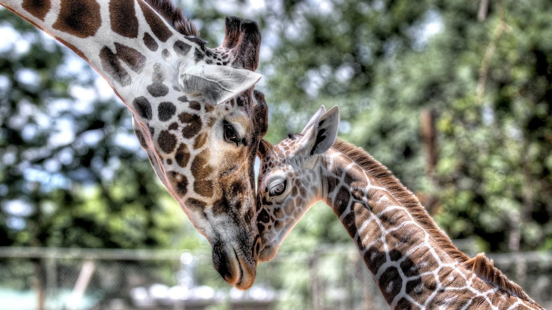 1920x1080 Giraffe Wallpaper background picture