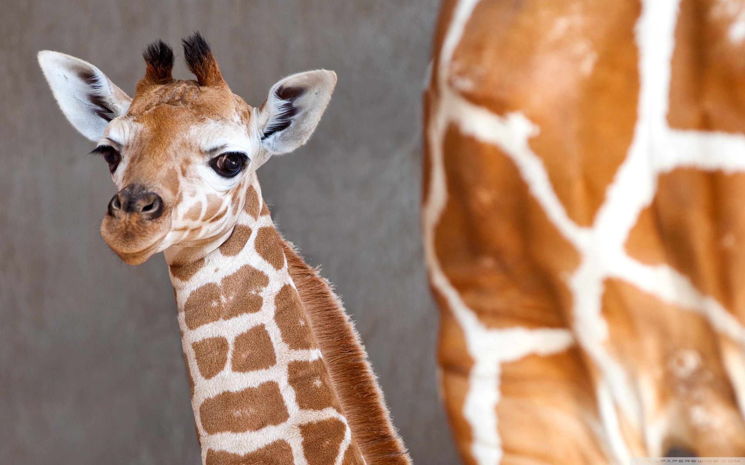 2560x1600 Baby Giraffe