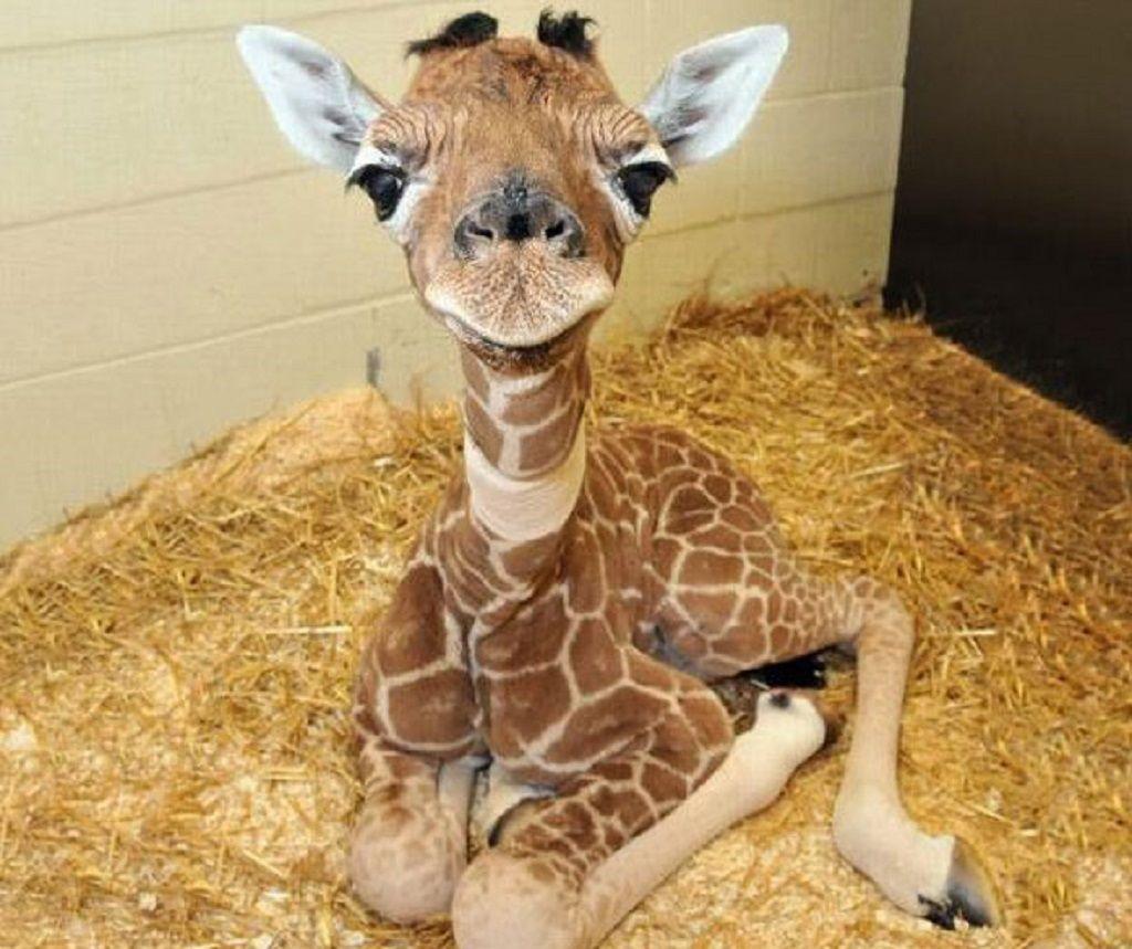 1024x859 Giraffes: Baby Giraffe Animal Cute Desktop Wallpaper for HD 16:9