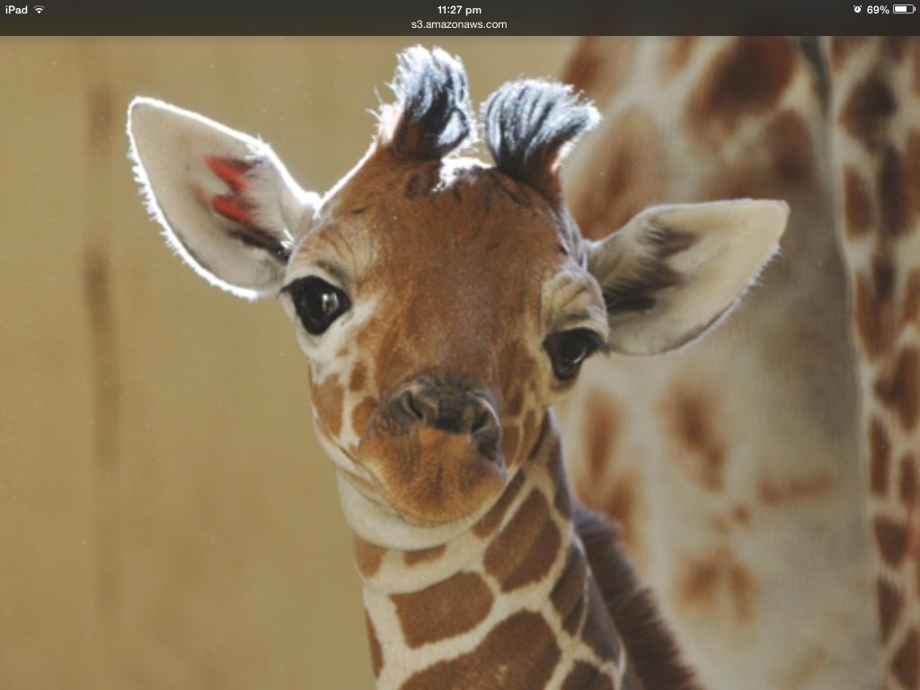 Cute Baby Giraffe Wallpapers Top Free Cute Baby Giraffe Backgrounds