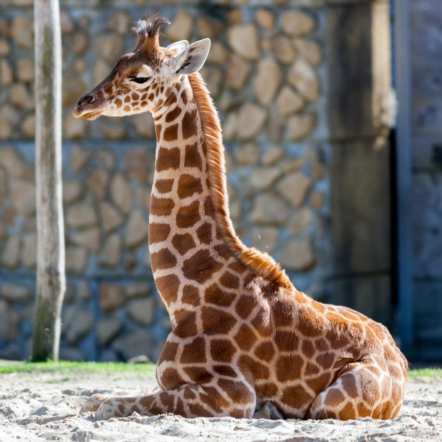 900x900 Best Photo of Cute Baby Giraffes