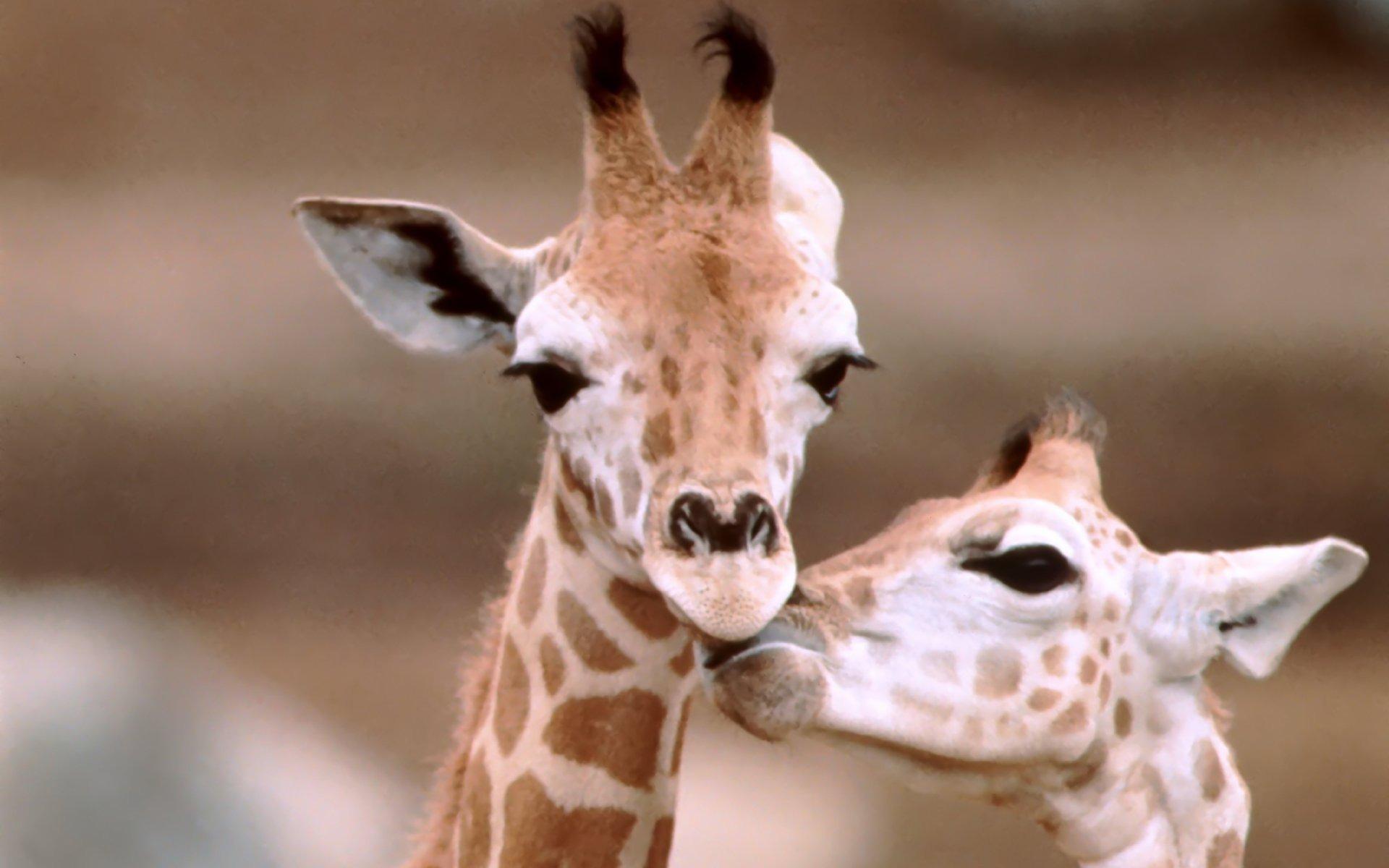 1920x1200 Baby Giraffe