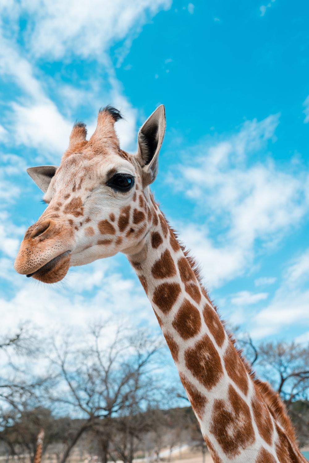 1000x1497 Giraffe Picture [HD]. Download Free Image