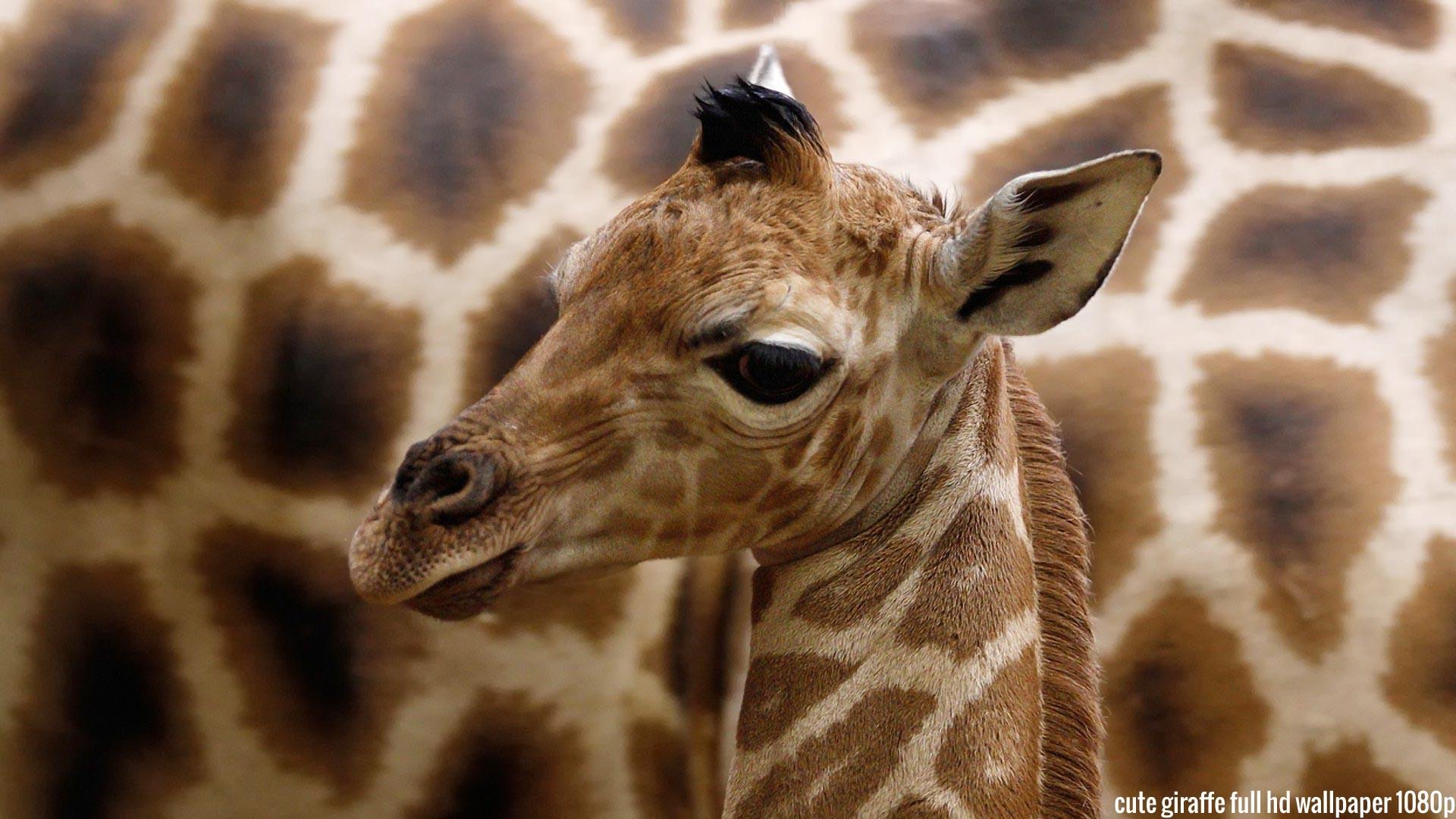 1920x1080 Baby Giraffe Wallpaper HD Cute Giraffe Full HD Wallpaper