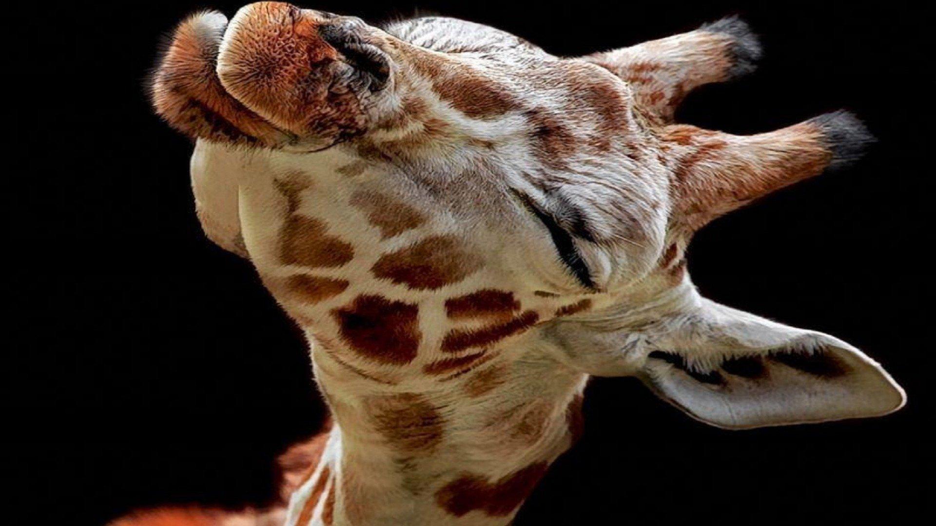 1920x1080 A Baby Giraffe Looking Way Too Happy HD wallpaper