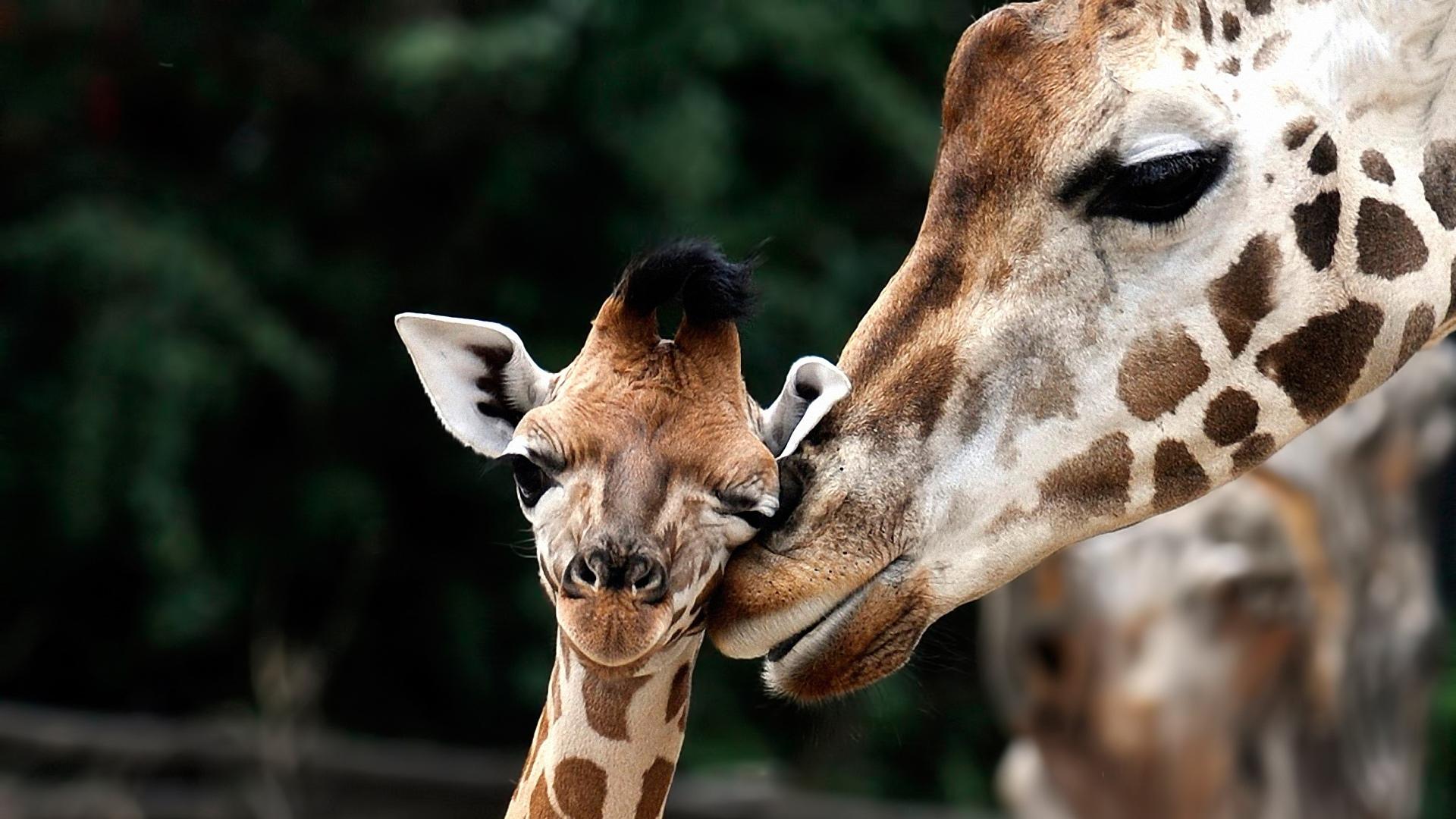 1920x1080 Giraffe HD