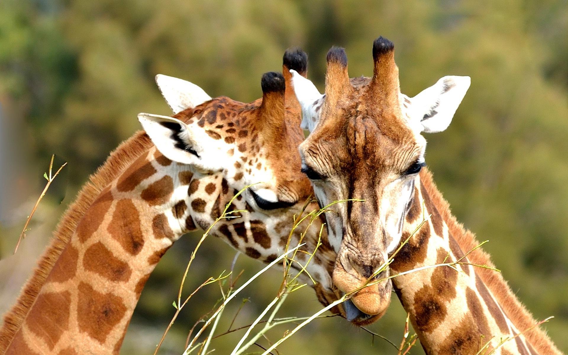 1920x1200 Cute Giraffe HD Wallpaper 68685 1920x1200px
