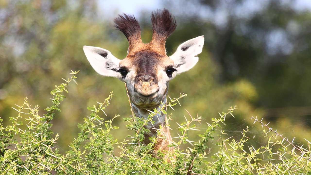 1280x720 SAY HELLO! Dallas Zoo welcomes new baby giraffe