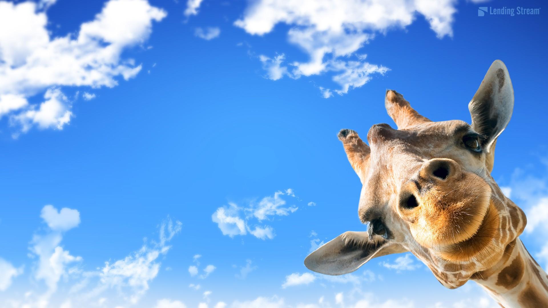 1920x1080 Cute Giraffe Mac Wallpaper Live Wallpaper HD