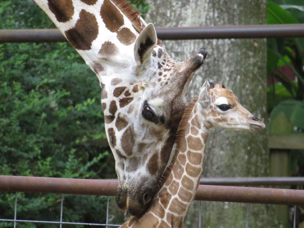 1024x768 It's a girl! Zoosiana announces birth of new baby giraffe and her beloved Acadiana namesake