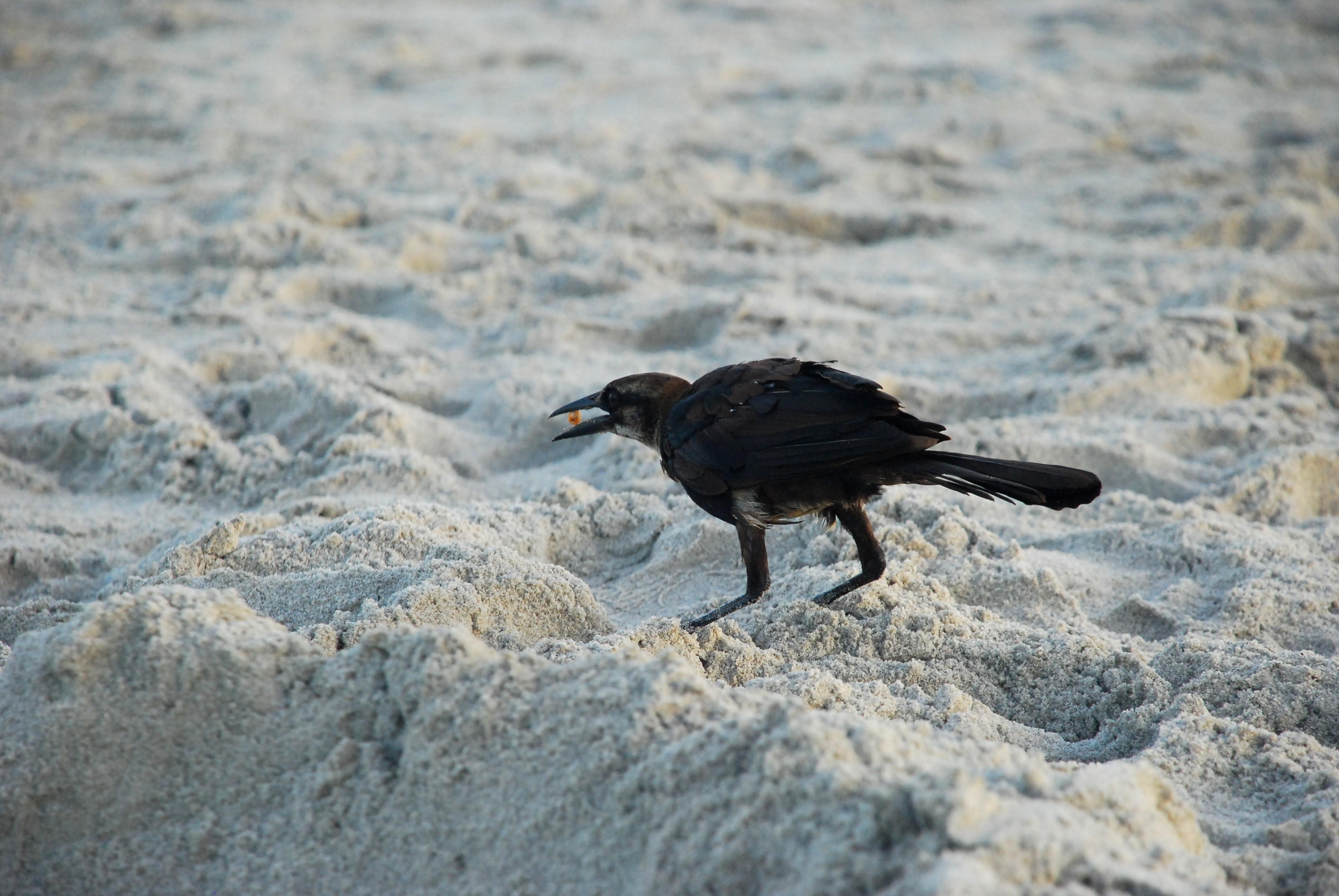 3872x2592 beach birds cocoa beach 3872x2592 wallpaper High Quality Wallpaper, High Definition Wallpaper