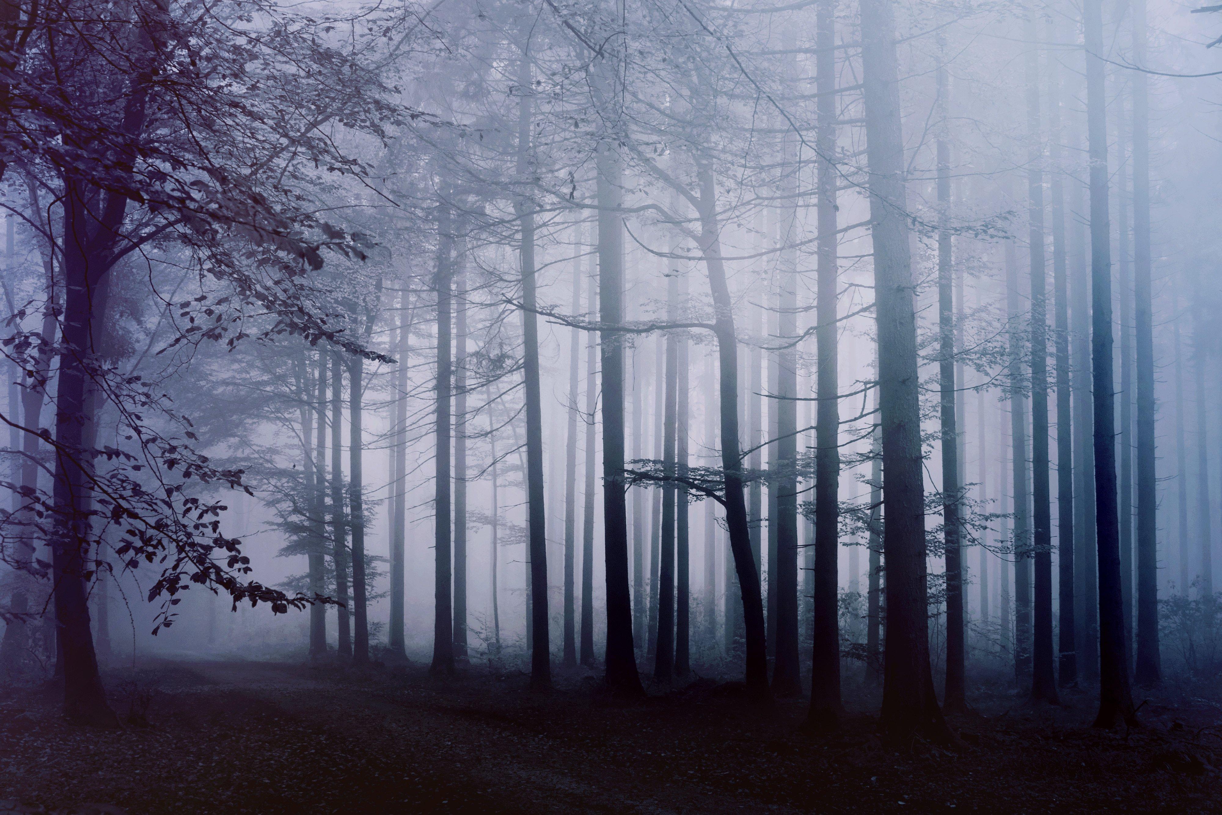 4000x2667 Fog Forest Morning 4k, HD Nature, 4k Wallpaper, Image, Background, Photo and Picture
