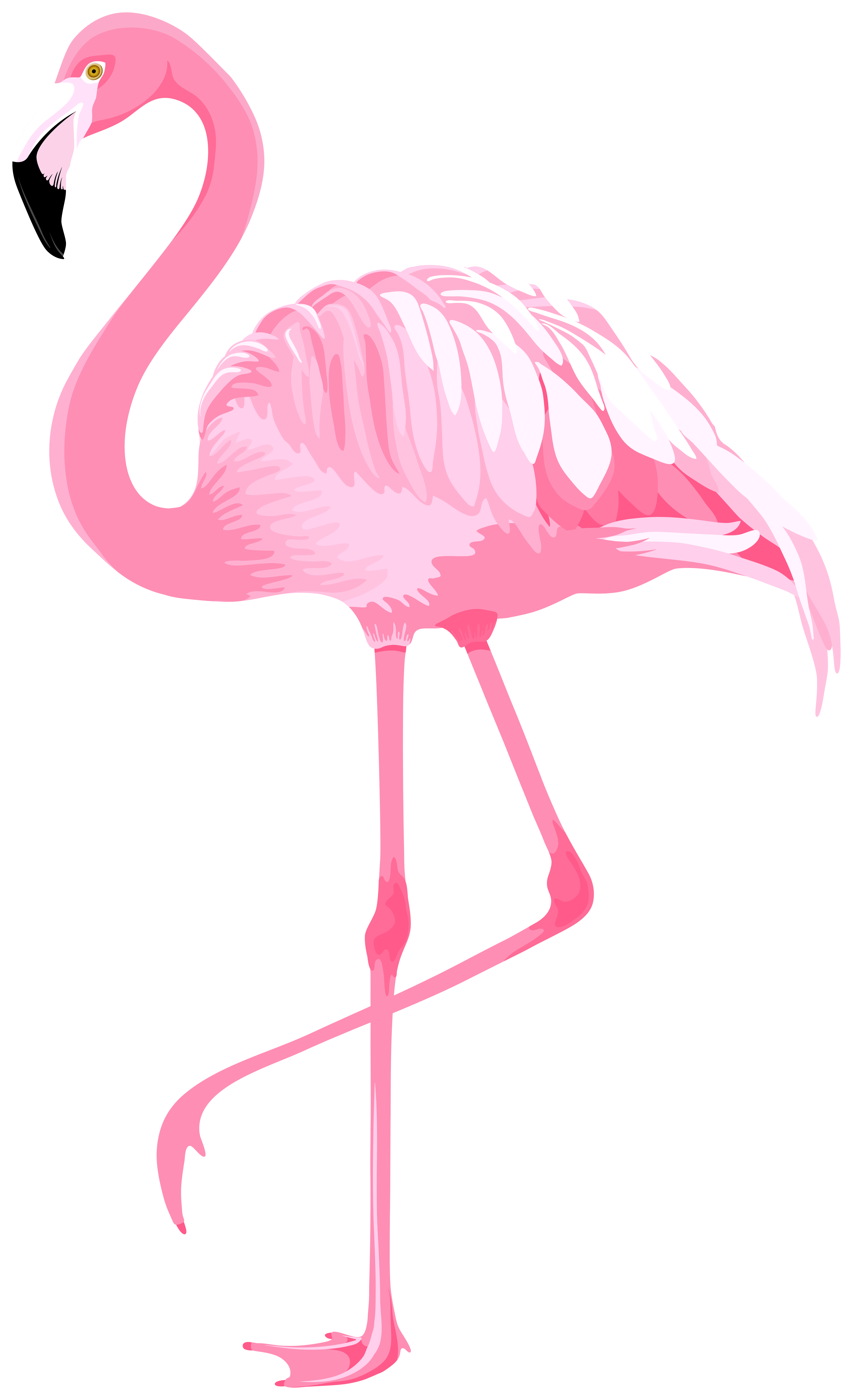 4873x8000 Pink Flamingo PNG Clipart​-Quality Image and Transparent PNG Free Clipart