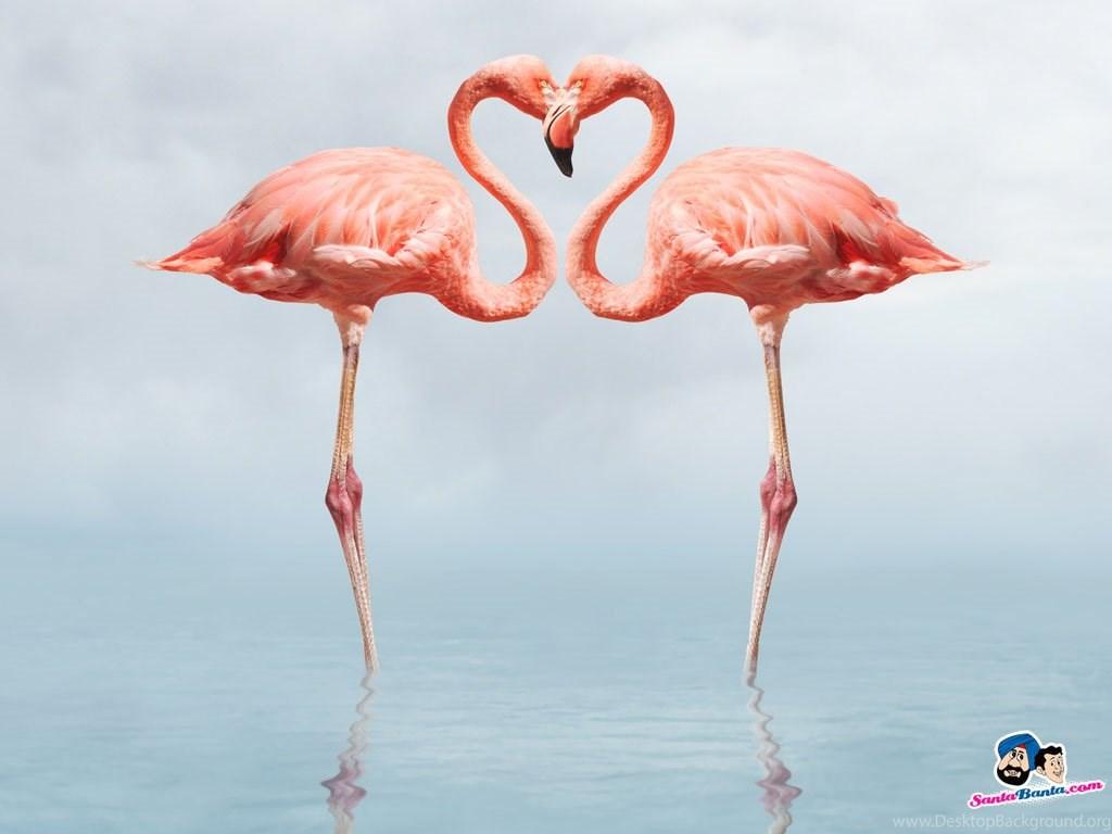 1024x768 Flamingo Wallpaper Image In HD 10105 Pacify Mind Desktop Background