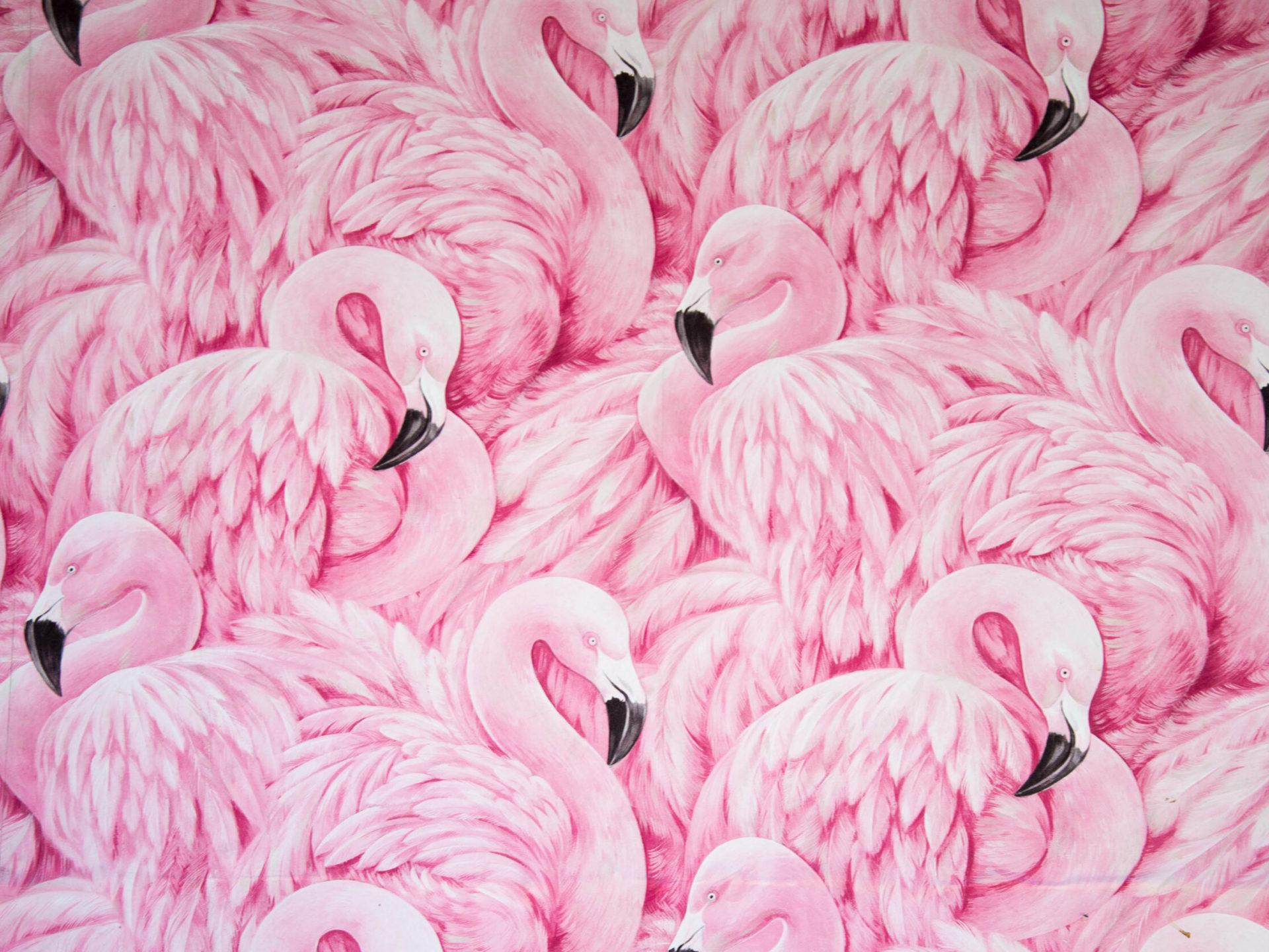 1920x1440 Animals Image Pink Flamingo Collection Art Wallpaper HD :