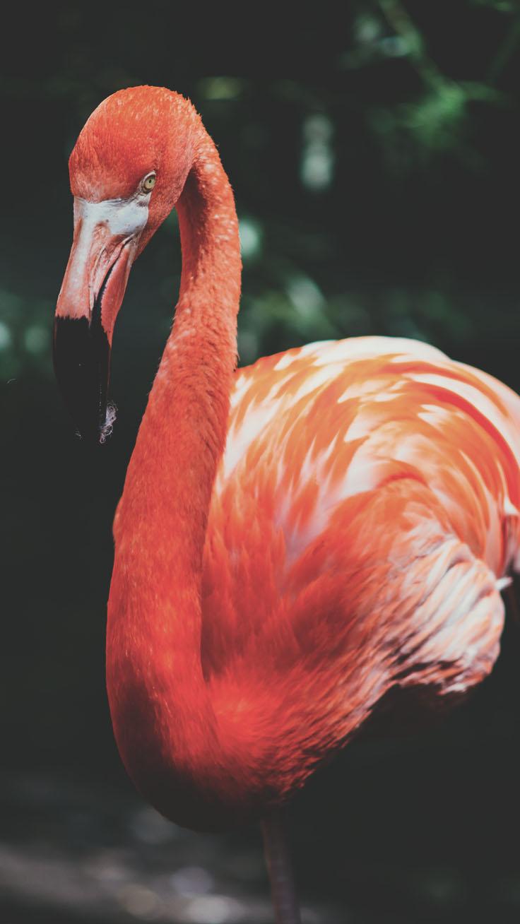 736x1308 Fancy Flamingo iPhone X Wallpaper