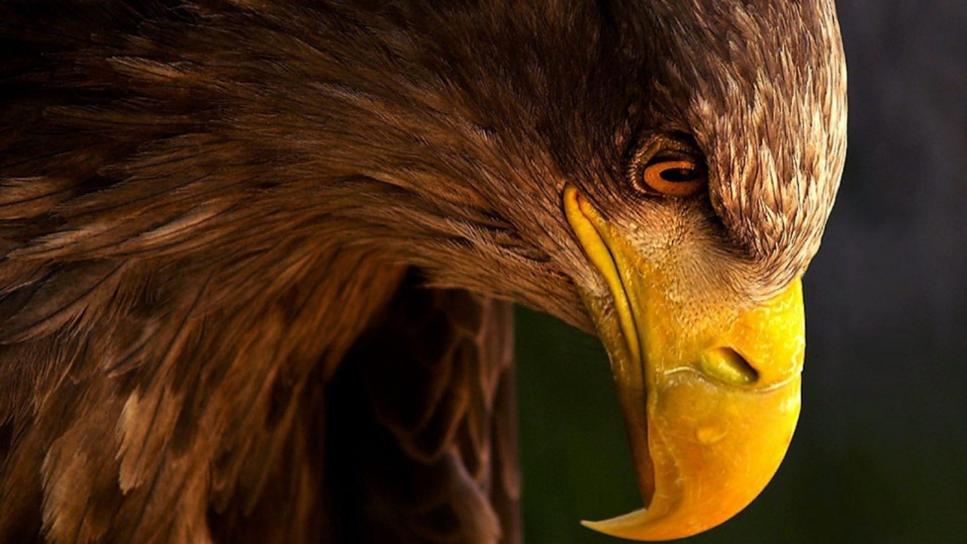 1920x1080 Terrible Eagle HD Wallpaper Picture Of Eagle