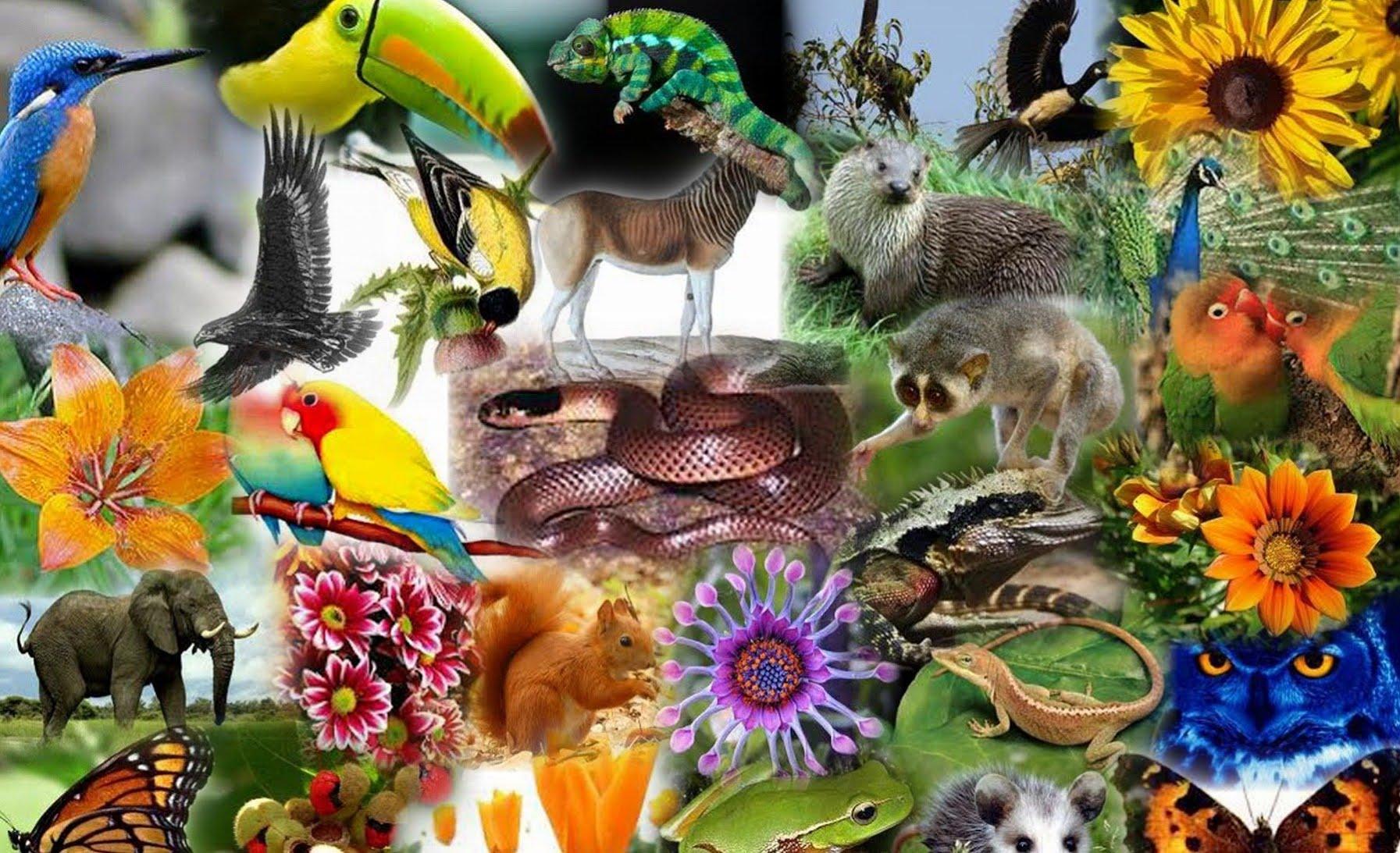 biodiversity-wallpapers-top-free-biodiversity-backgrounds