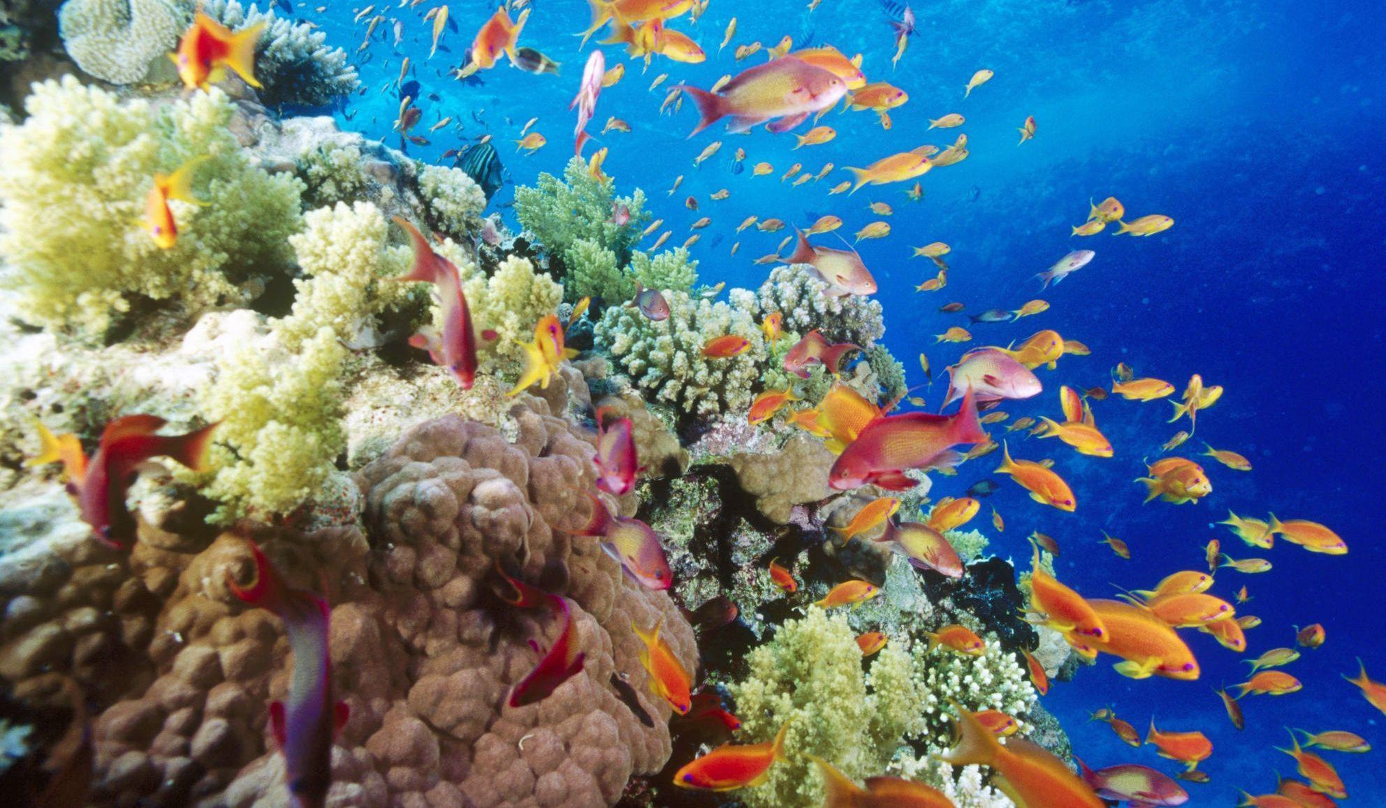 Biodiversity Wallpapers Top Free Biodiversity Backgrounds Biodiversity Wallpapers Top Free Biodiversity Backgrounds