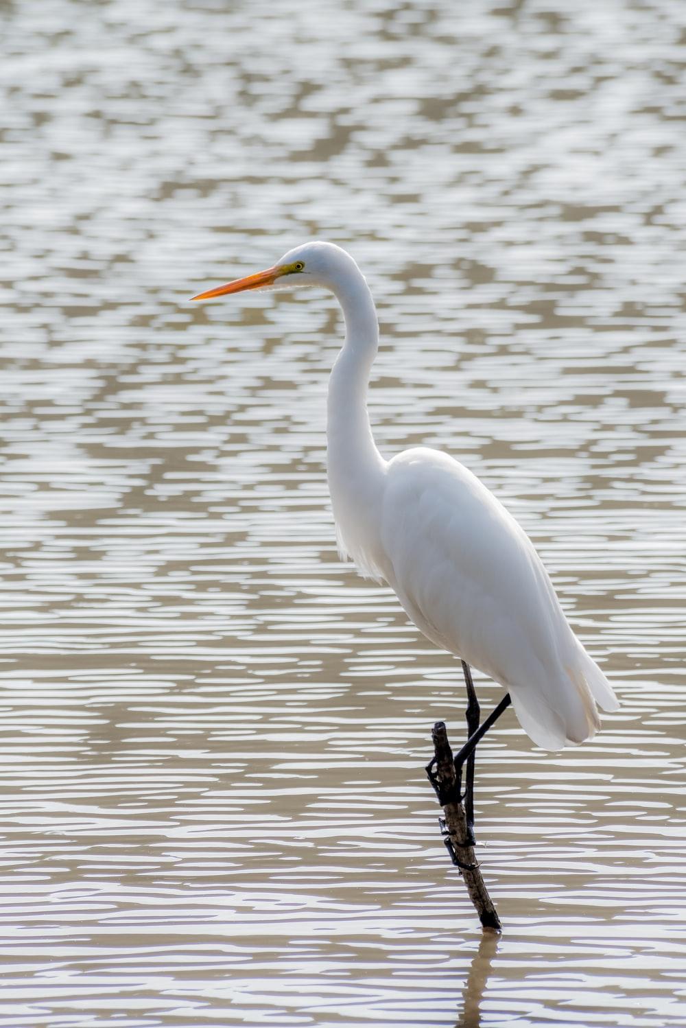 1000x1498 Crane Bird Picture. Download Free Image