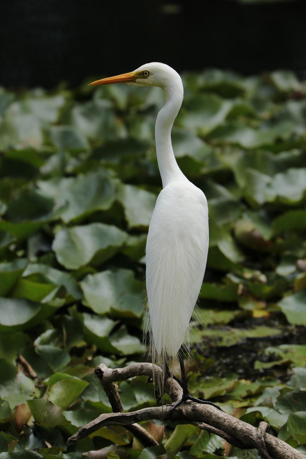 1000x1500 Crane Bird Picture. Download Free Image