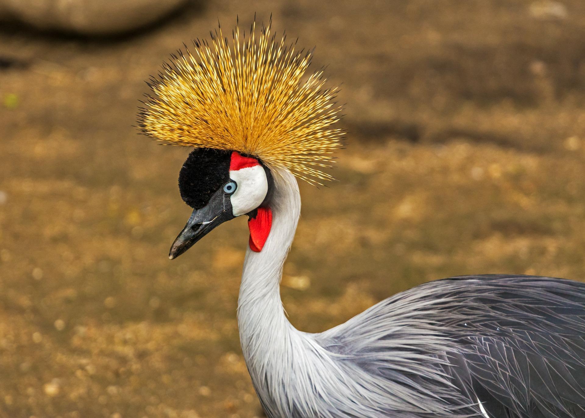 1920x1371 Crane Bird Wallpaper HD for Android