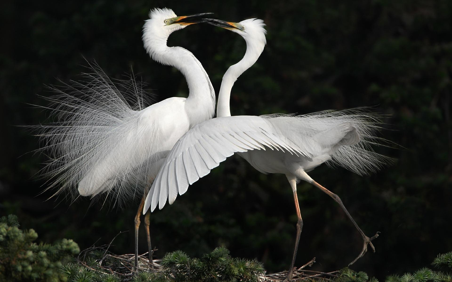 1920x1200 Wallpaper White birds, cranes dance 1920x1200 HD Picture, Image
