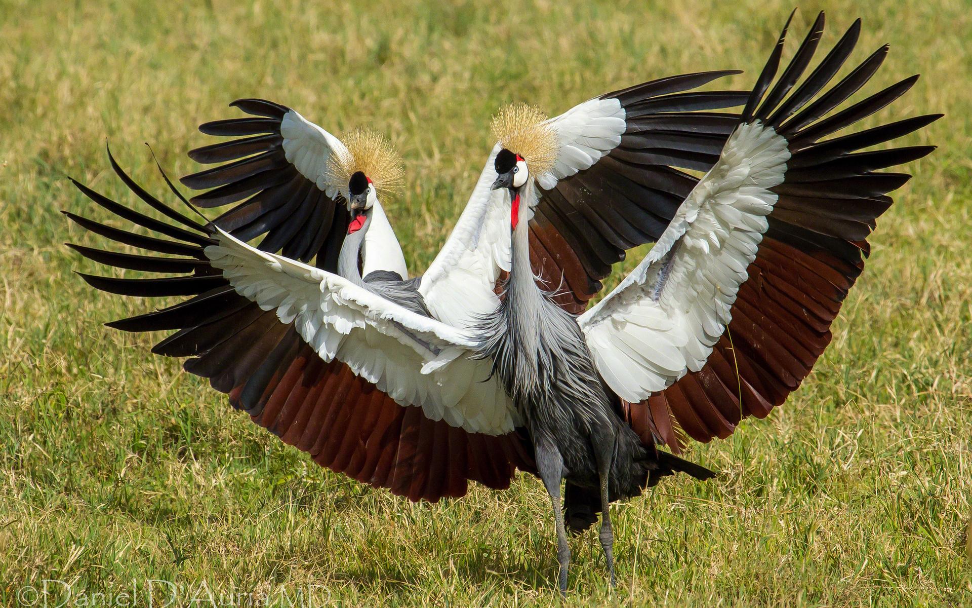 1920x1200 crowned, Crane, Cranes, Dance, Birds Wallpaper HD / Desktop and Mobile Background