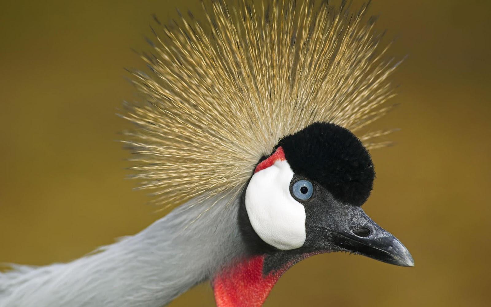 1600x1000 Crane Bird 38432 1600x1000px