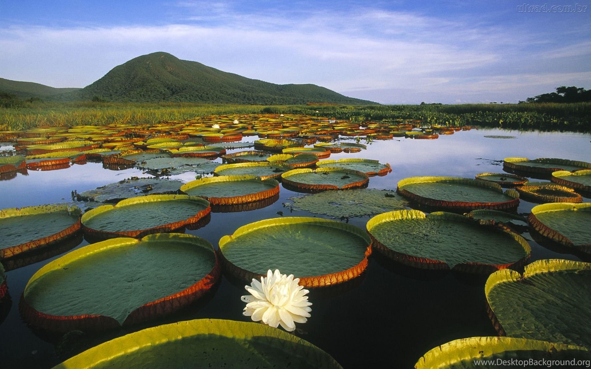 Biodiversity Wallpapers Top Free Biodiversity Backgrounds Biodiversity Wallpapers Top Free Biodiversity Backgrounds