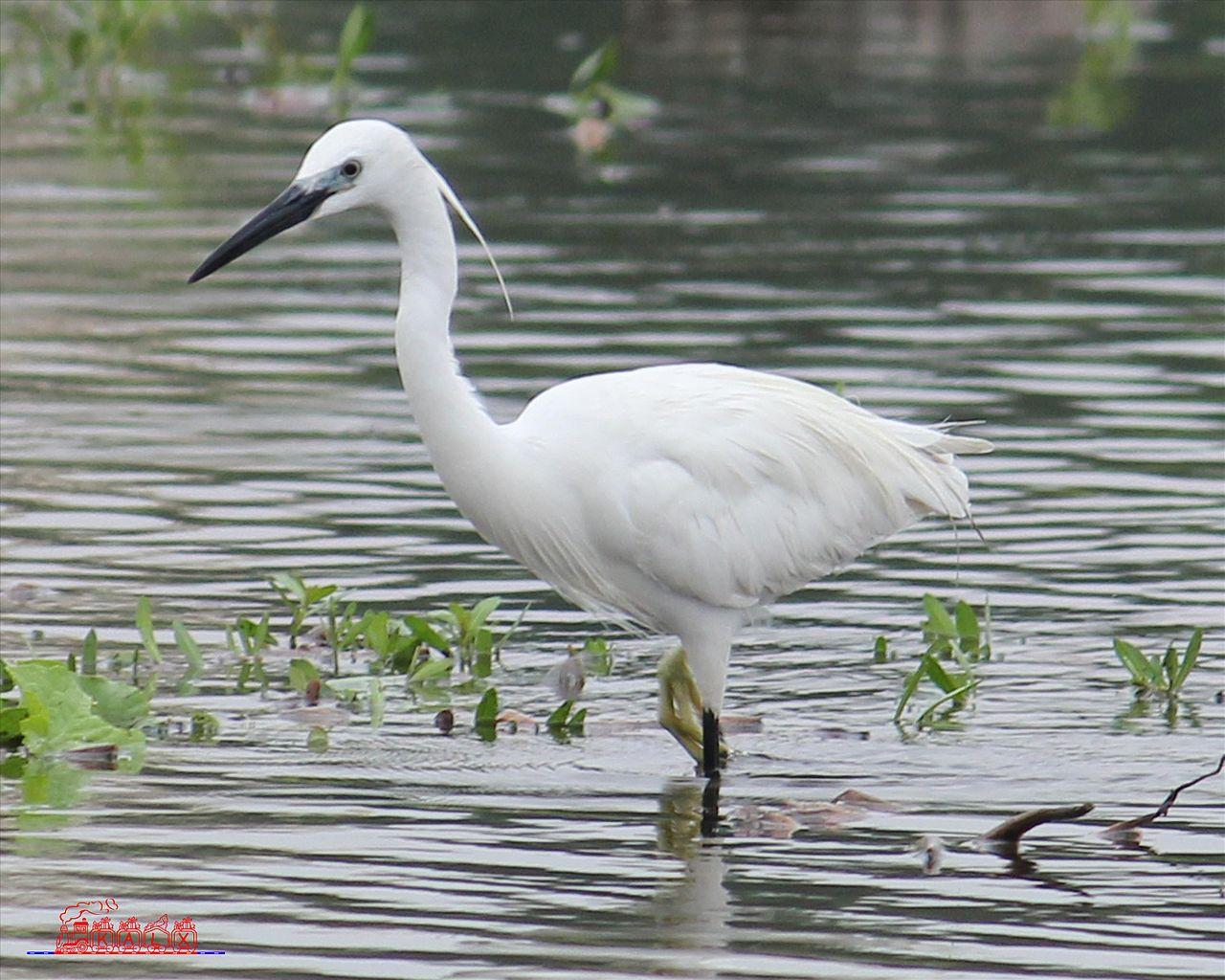 1280x1024 Crane bird, Bird, Crane