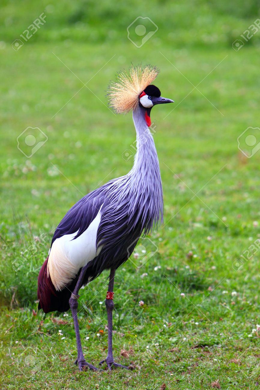 866x1300 Grey Crowned Crane wallpaper, Animal, HQ Grey Crowned Crane pictureK Wallpaper 2019