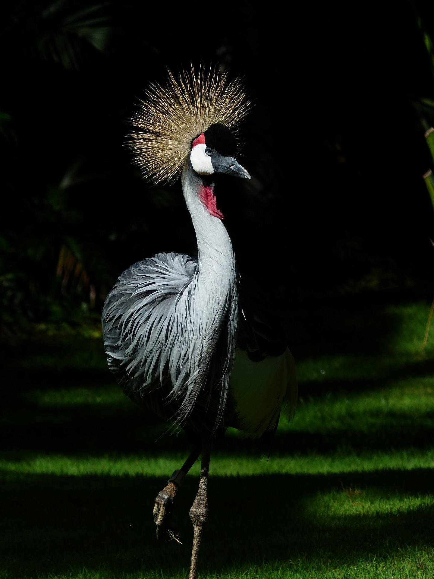 Crane Bird Wallpapers Top Free Crane Bird Backgrounds WallpaperAccess