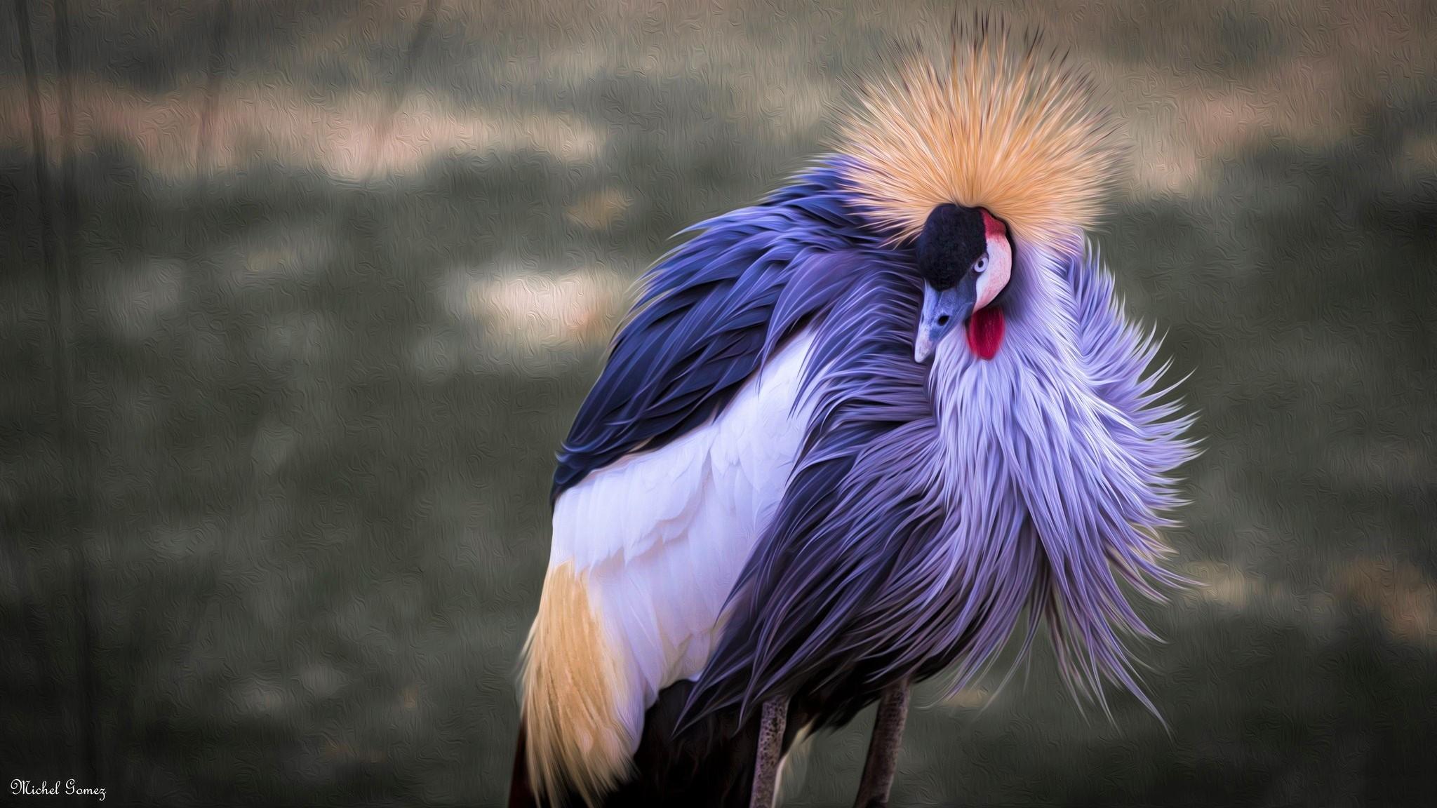 2048x1152 Grey Crowned Crane HD Wallpaper